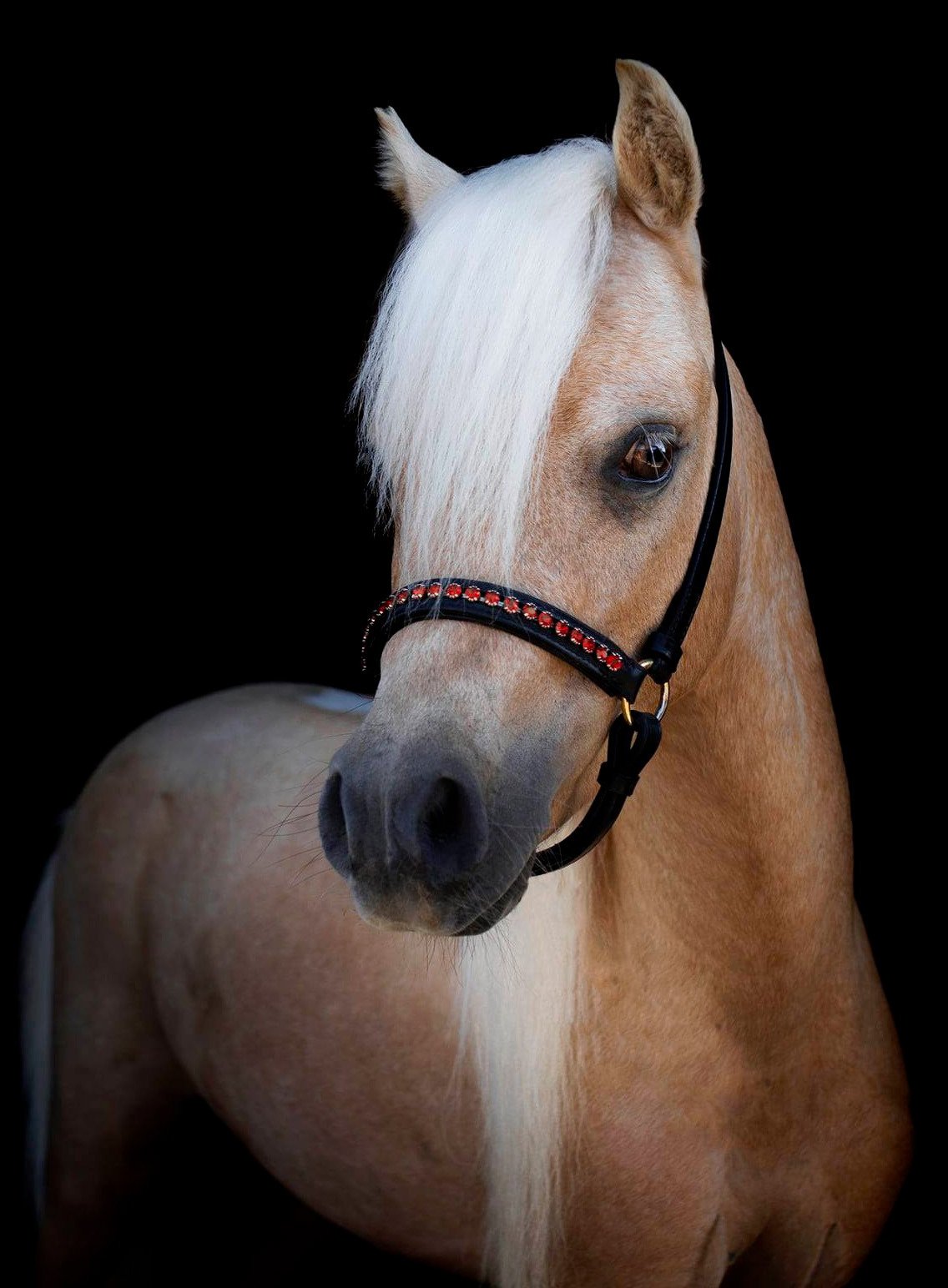 IL S’AGIT BIEN D’UN CHEVAL A PART ENTIÈRE NE DOIT EN AUCUN CAS ÊTRE CONSIDÉRÉ COMME UN JOUET