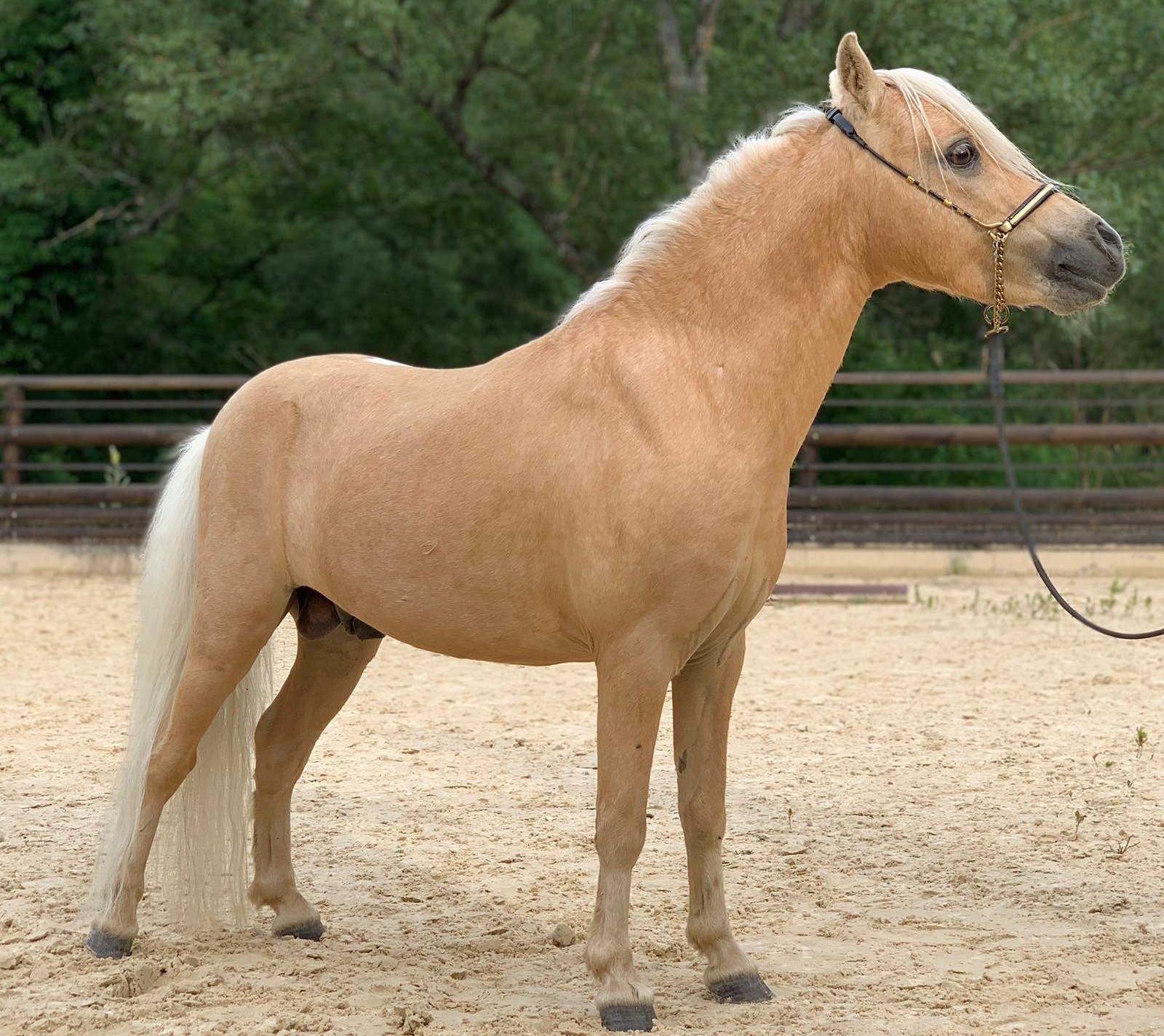 Les chevaux miniatures américains