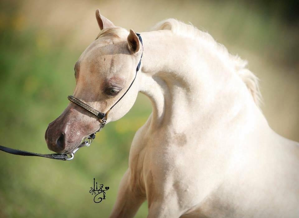 Les chevaux miniatures américains