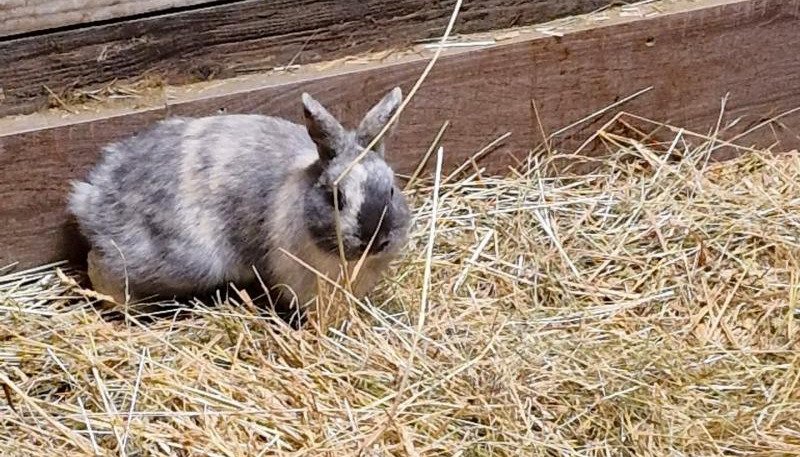 Lapin