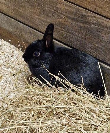 Lapin