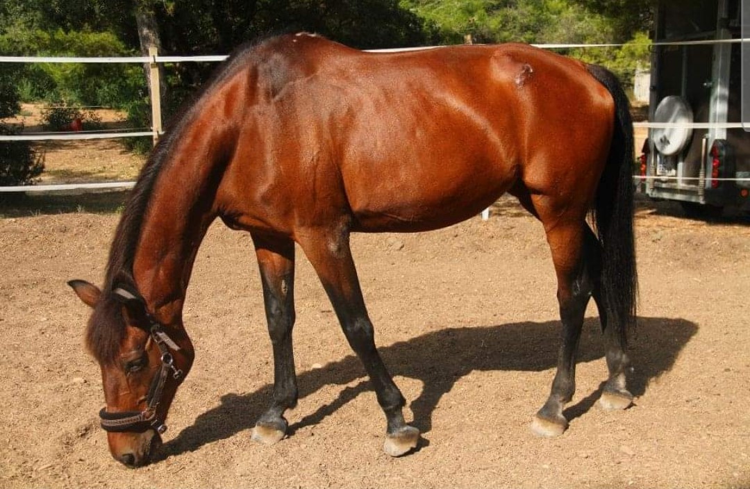 La vie des chevaux à l'élevage